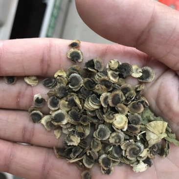 蜀葵花种子货源充足诚信经营品质保证出芽率高欢迎下单