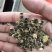 蜀葵花种子货源充足诚信经营品质保证出芽率高欢迎下单