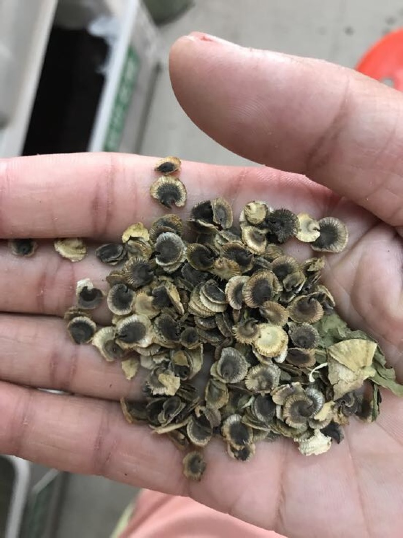 蜀葵花种子货源充足诚信经营品质保证出芽率高欢迎下单