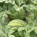 8424西瓜5斤打底8成熟2茬