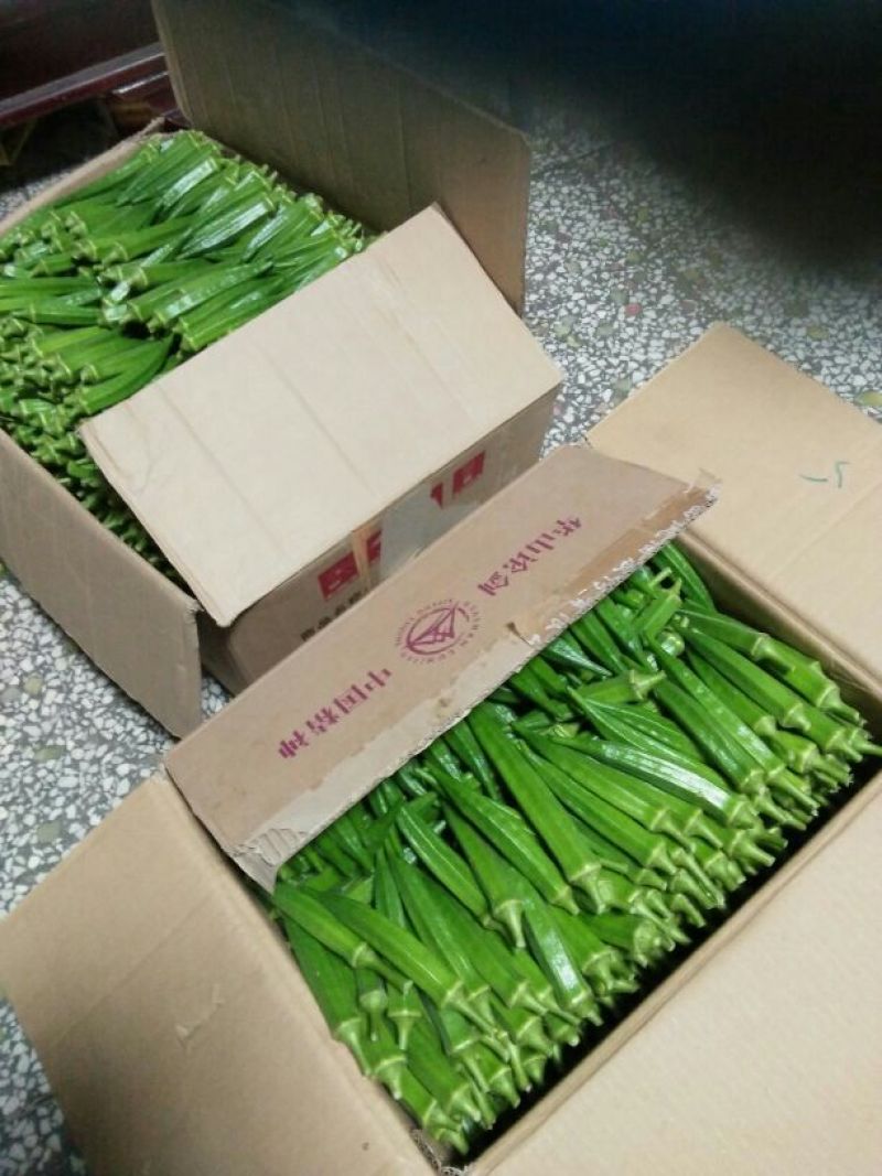 黄秋葵8~10cm