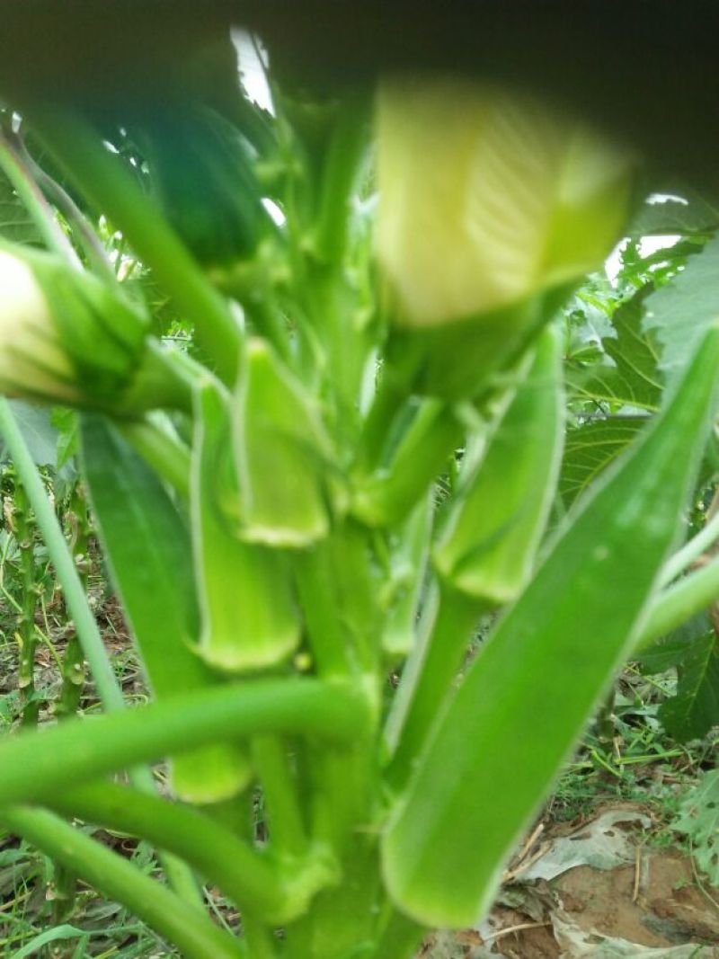 黄秋葵8~10cm