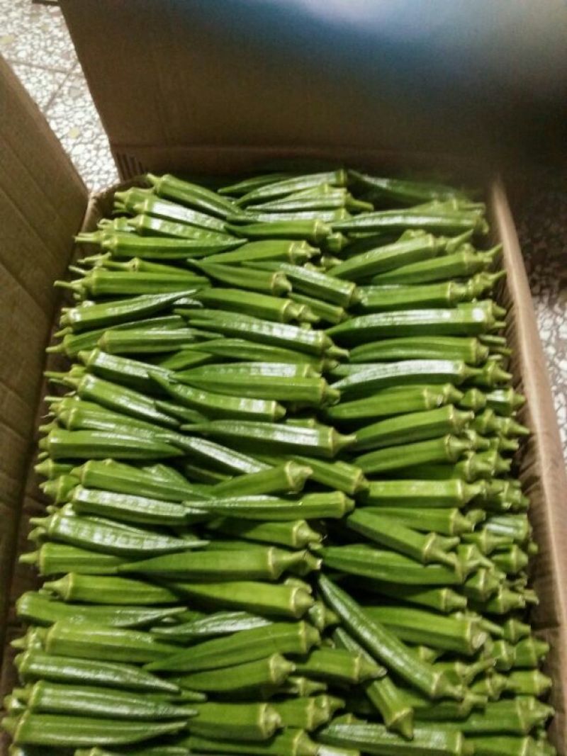 黄秋葵8~10cm