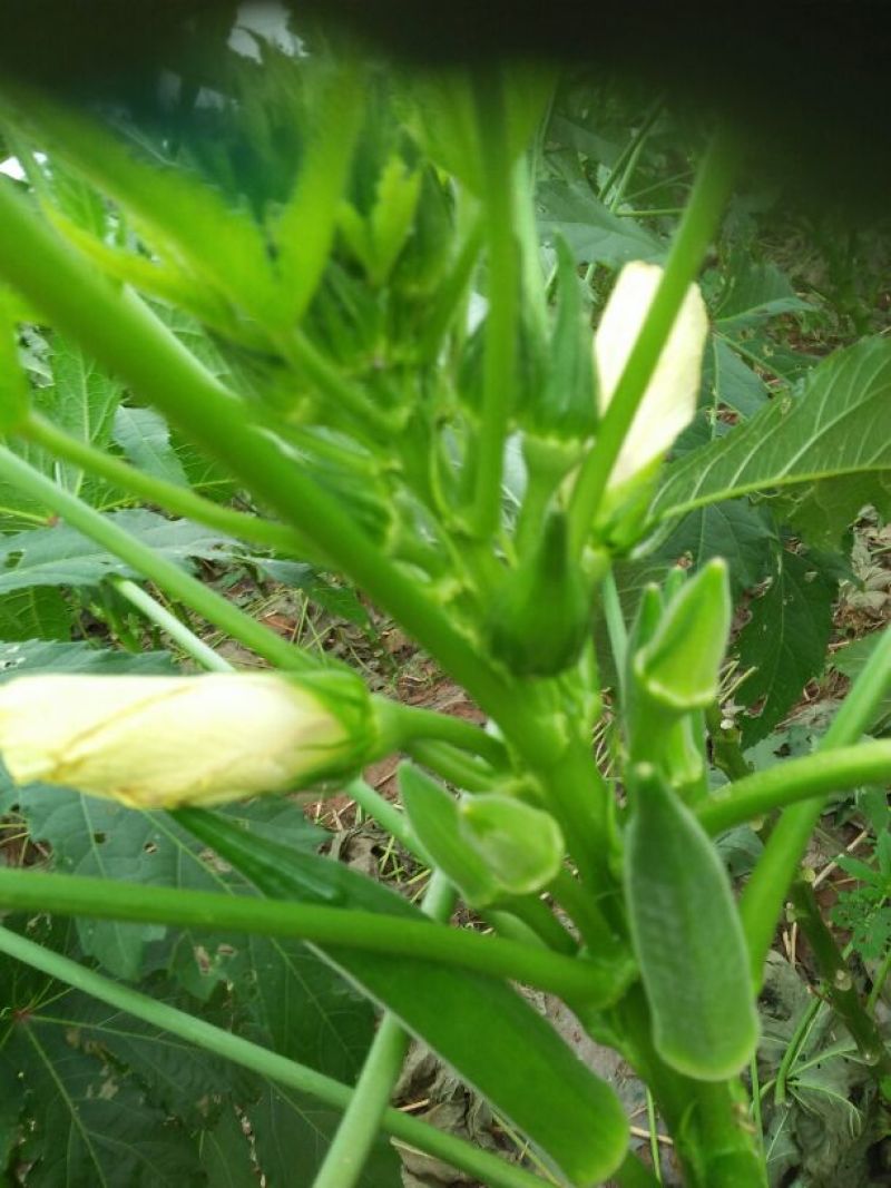 黄秋葵8~10cm