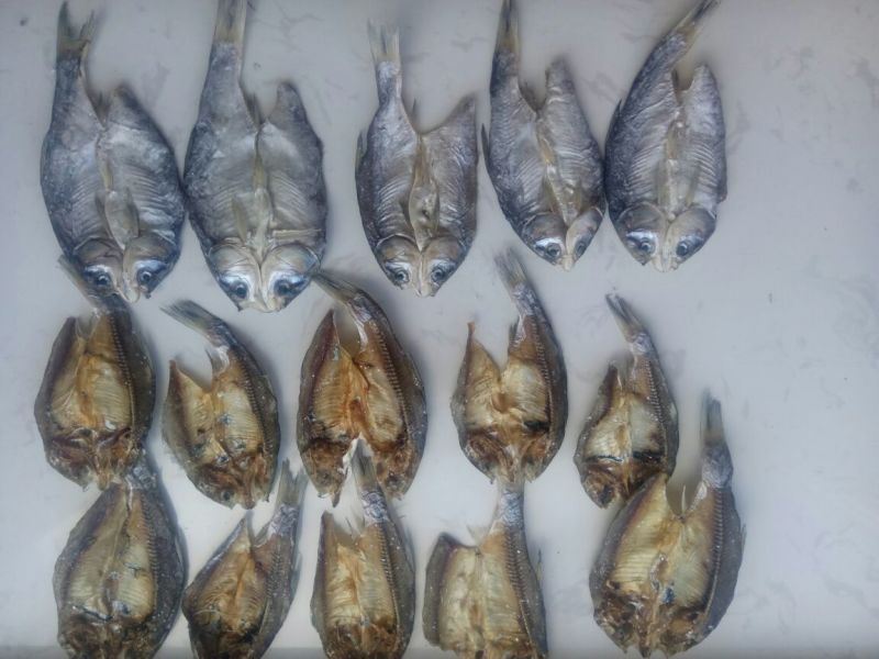 柳根鱼