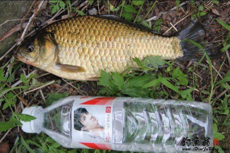 湘云鲫