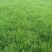 高羊茅草种草坪种子，护坡种子可种果园抑制杂草。