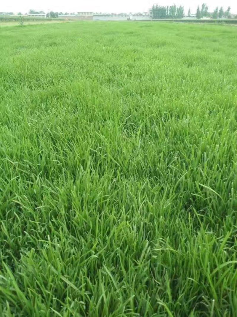 高羊茅草种草坪种子，护坡种子可种果园抑制杂草。