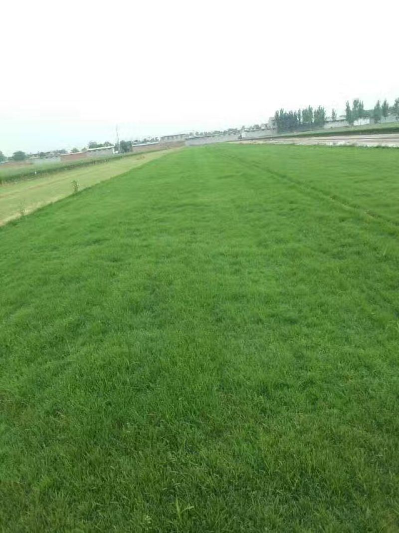 高羊茅草种草坪种子，护坡种子可种果园抑制杂草。