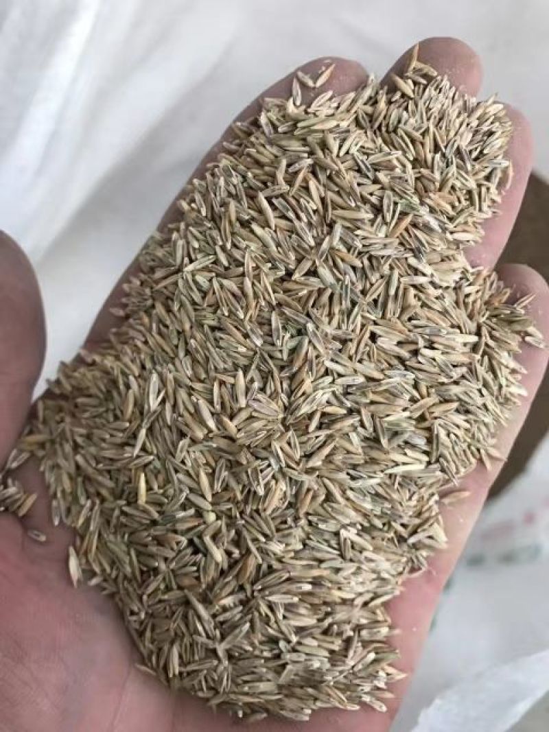 高羊茅草种草坪种子，护坡种子可种果园抑制杂草。
