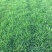 早熟禾种子牙率98%以上，耐寒适用于南方北方的品种