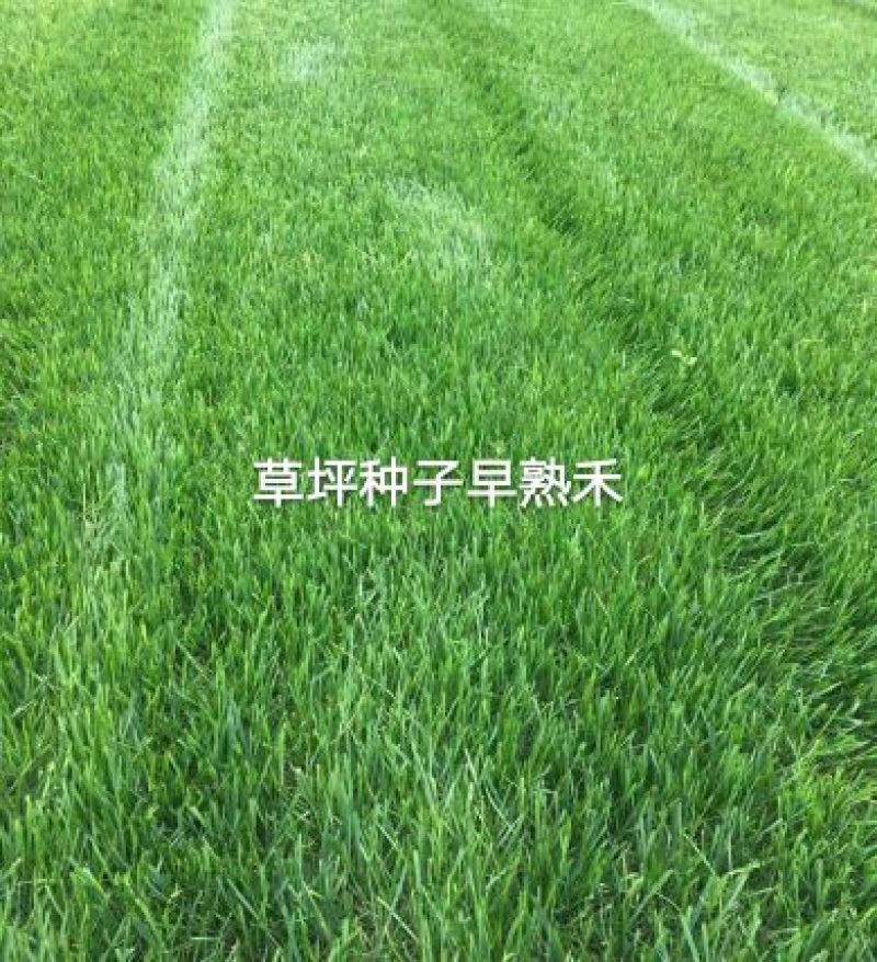 早熟禾种子牙率98%以上，耐寒适用于南方北方的品种