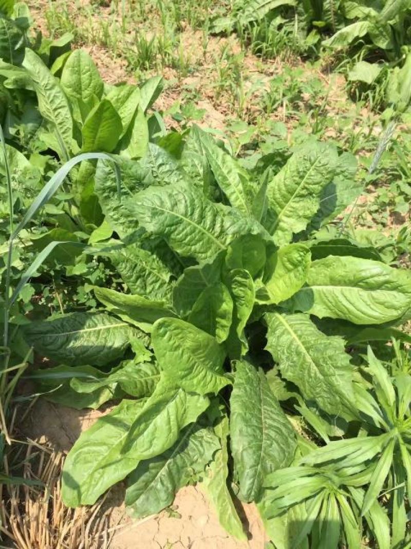 菊苣种子大青叶多年生长植被禽类，鱼类专用