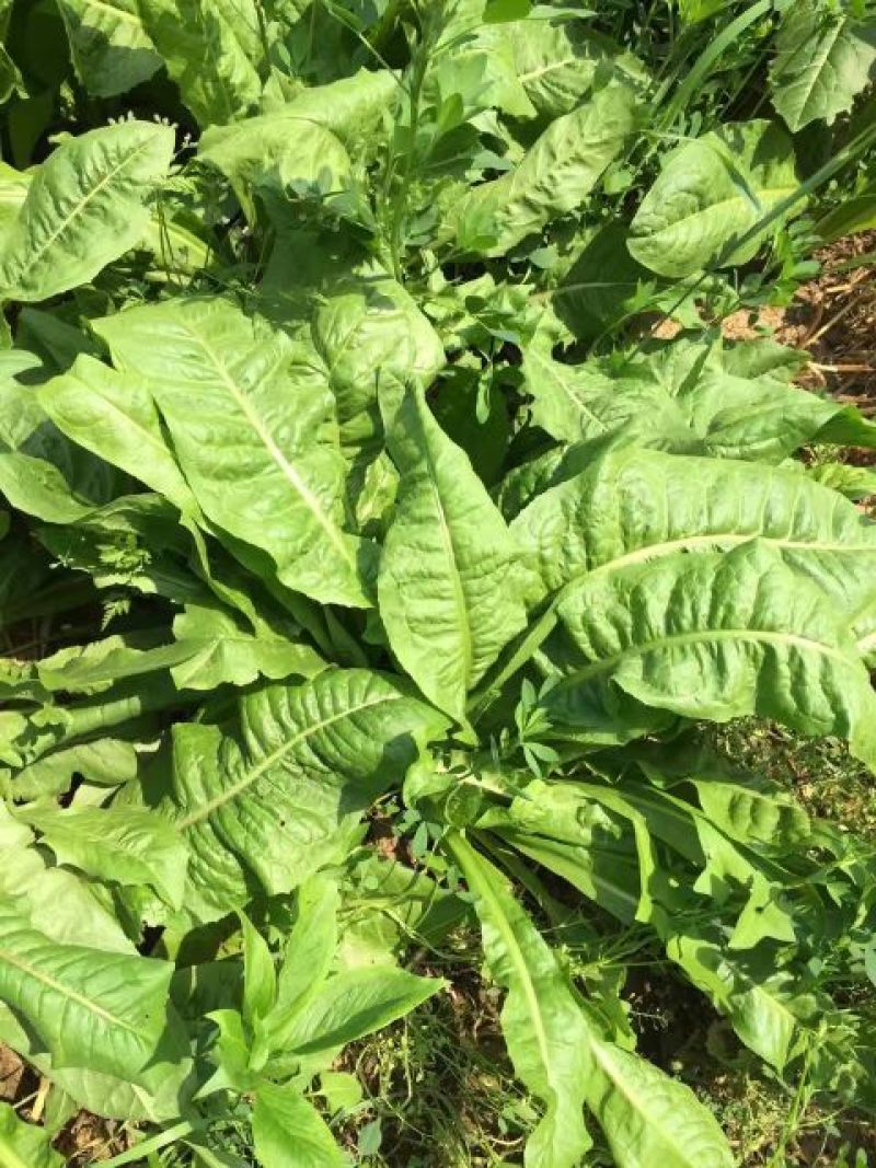 菊苣种子大青叶多年生长植被禽类，鱼类专用