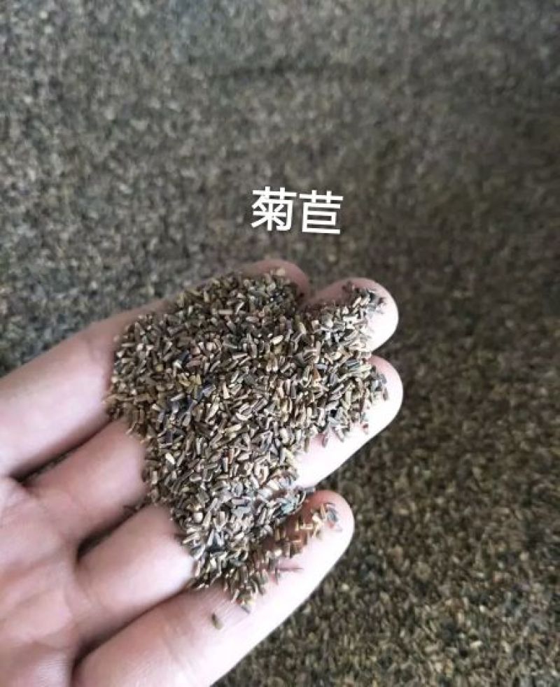 菊苣种子大青叶多年生长植被禽类，鱼类专用