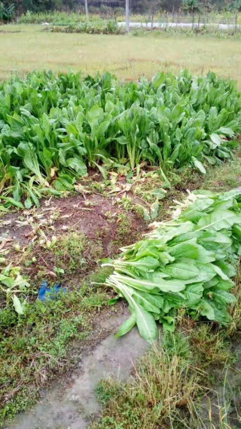 菊苣种子大青叶多年生长植被禽类，鱼类专用