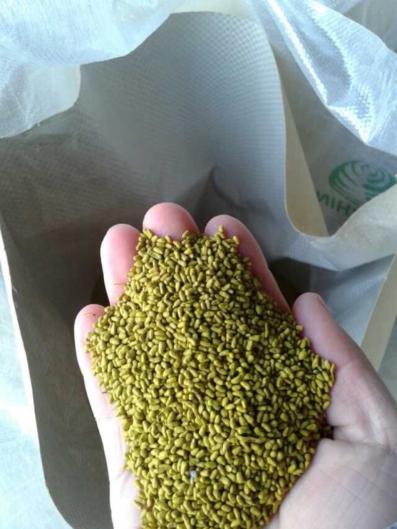 菊苣种子大青叶多年生长植被禽类，鱼类专用