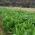 菊苣种子大青叶多年生长植被禽类，鱼类专用