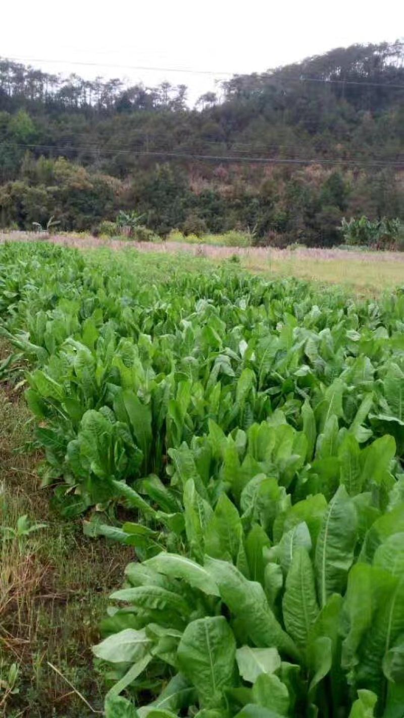 菊苣种子大青叶多年生长植被禽类，鱼类专用