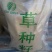 菊苣种子大青叶多年生长植被禽类，鱼类专用