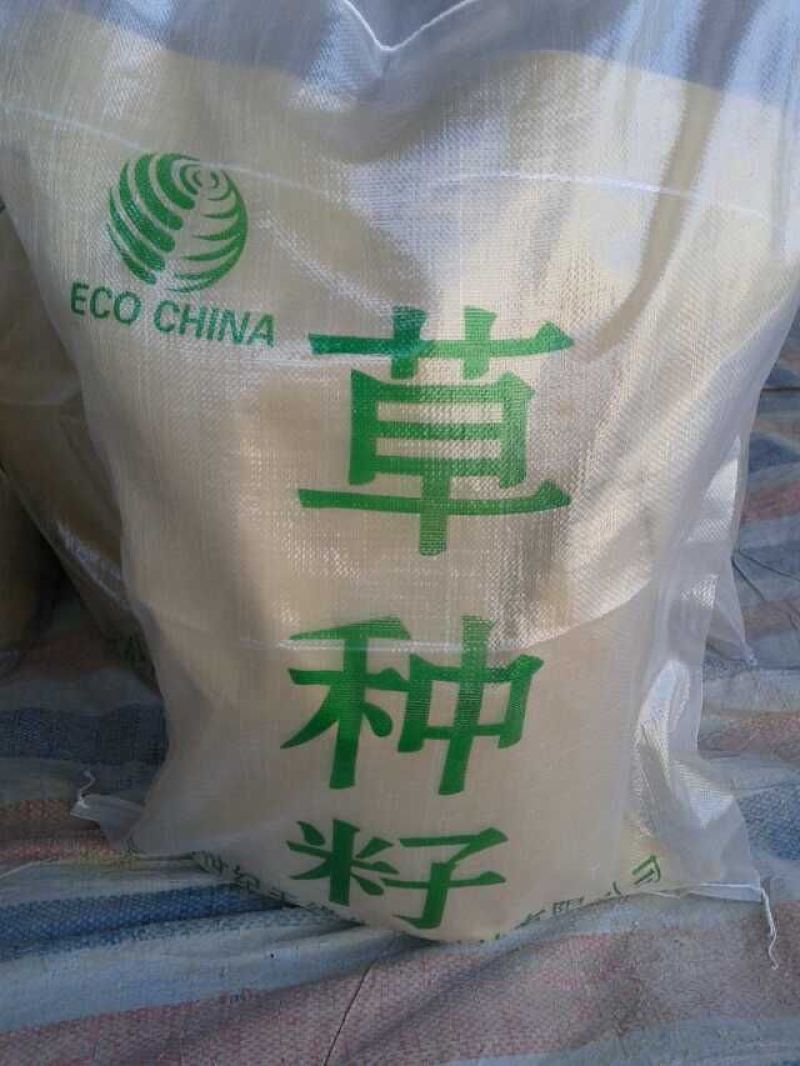 菊苣种子大青叶多年生长植被禽类，鱼类专用