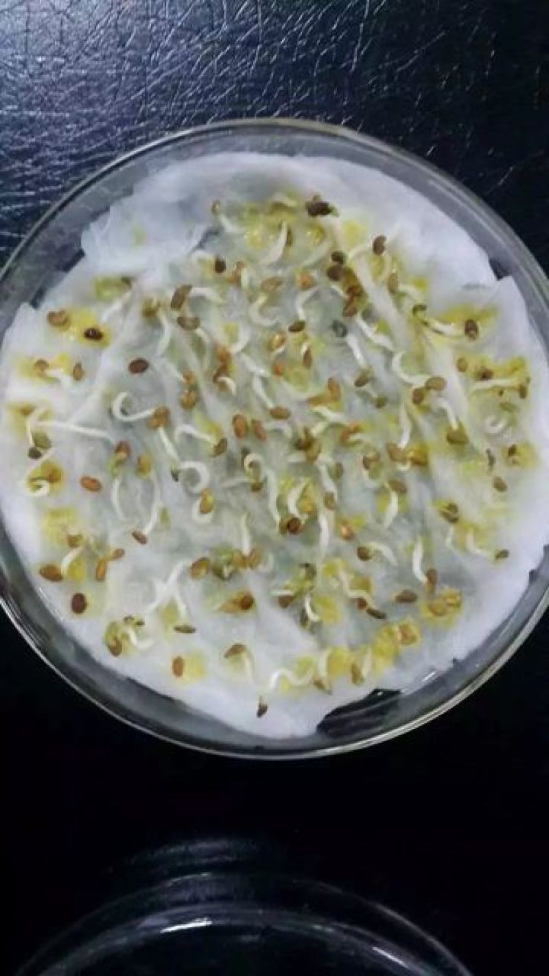 菊苣种子大青叶多年生长植被禽类，鱼类专用