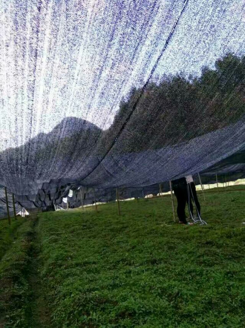 遮阳网扁丝网