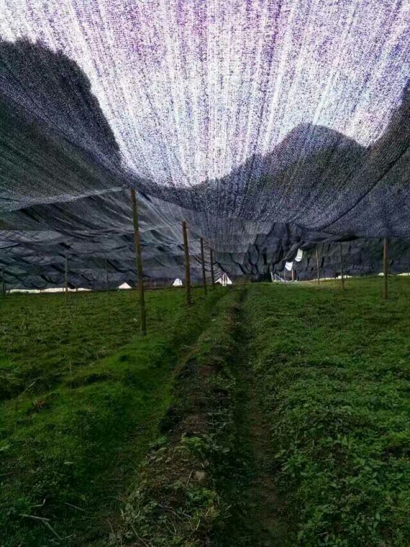 遮阳网扁丝网