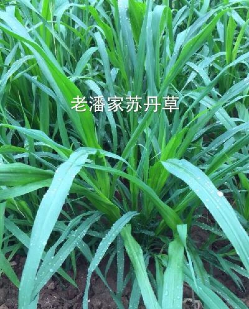 苏丹草种子，养鹅，鸡鸭，牛羊的高产牧草种子