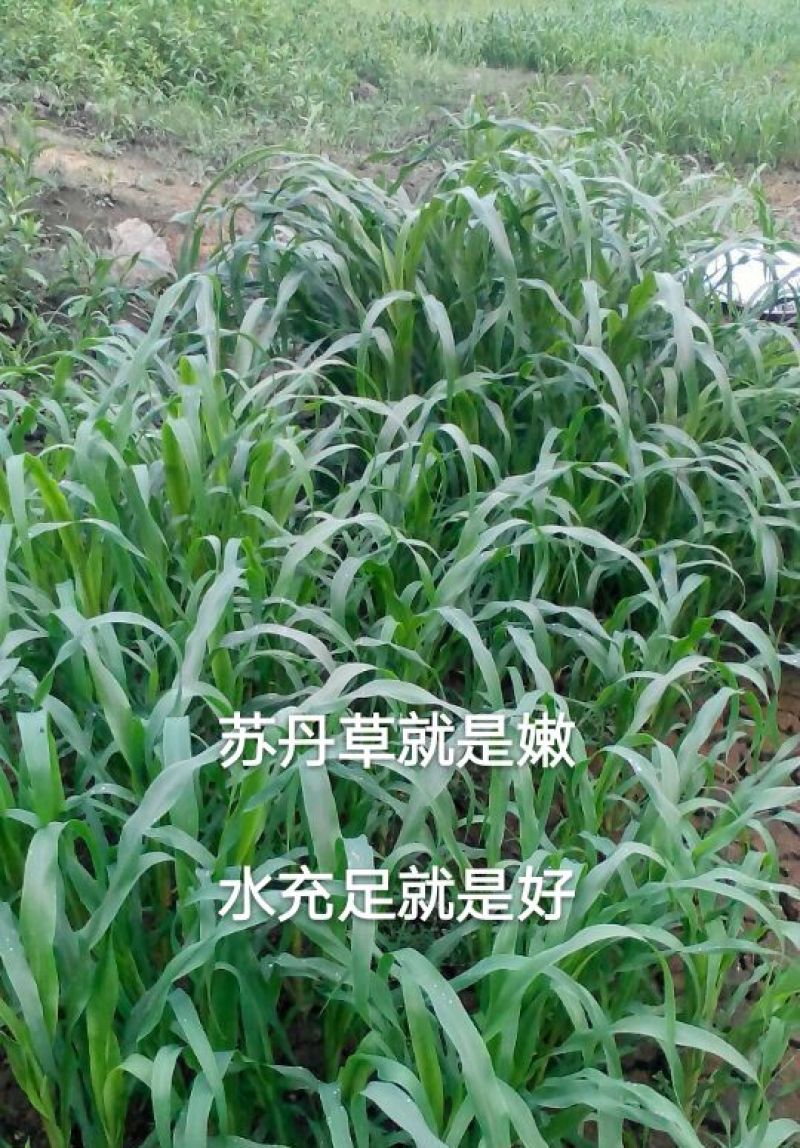 苏丹草种子，养鹅，鸡鸭，牛羊的高产牧草种子
