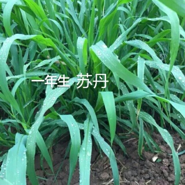 苏丹草种子，养鹅，鸡鸭，牛羊的高产牧草种子