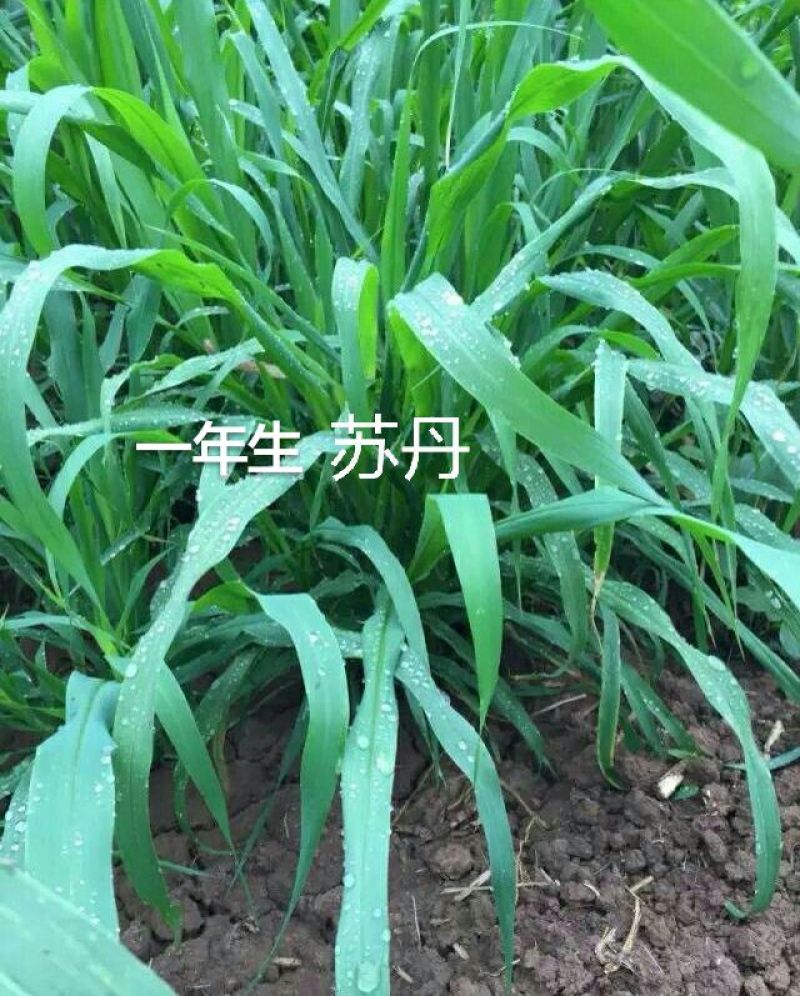苏丹草种子，养鹅，鸡鸭，牛羊的高产牧草种子