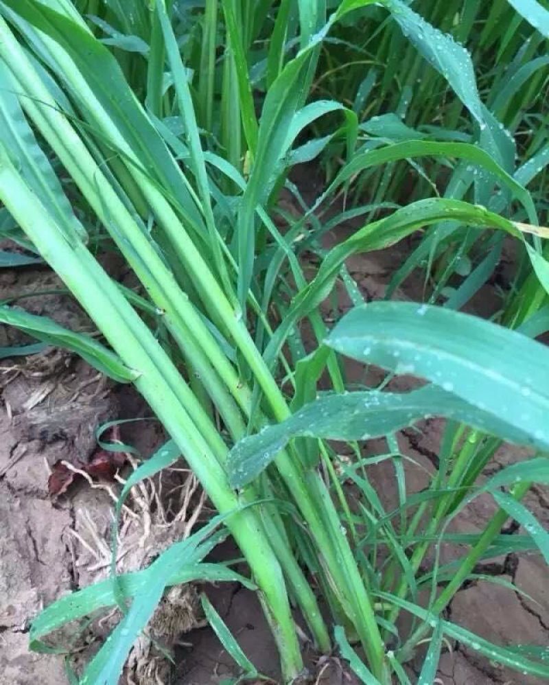 苏丹草种子，养鹅，鸡鸭，牛羊的高产牧草种子