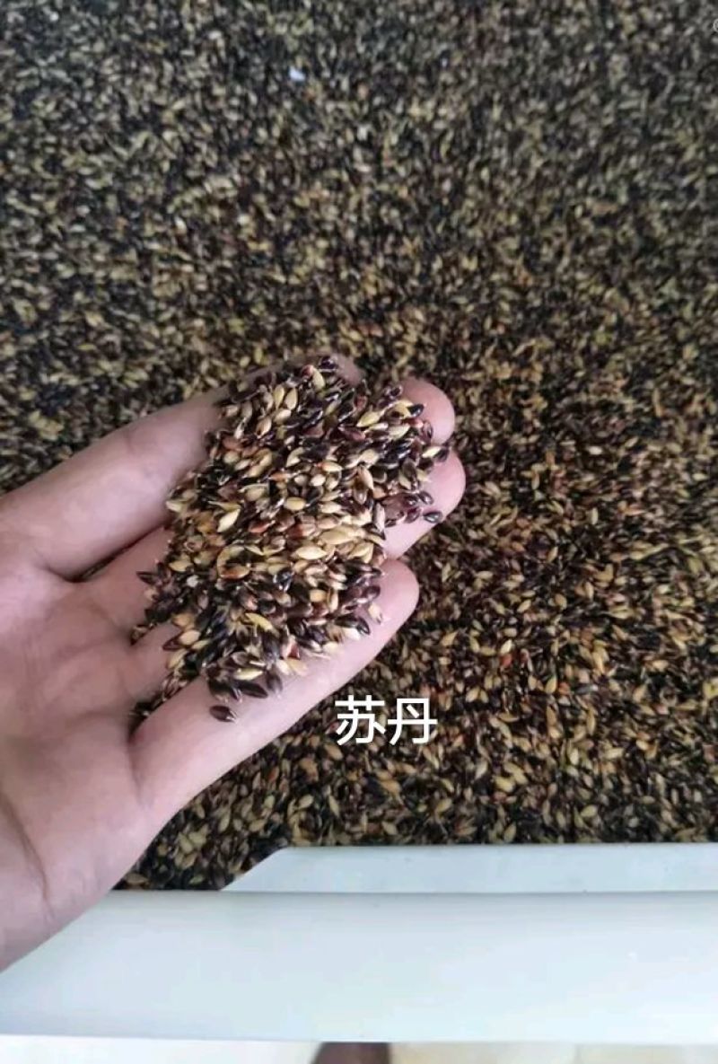 苏丹草种子，养鹅，鸡鸭，牛羊的高产牧草种子