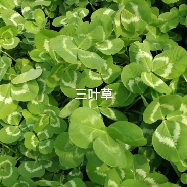 白三叶种子多年生绿化，养殖牧草品种，亩用量6斤