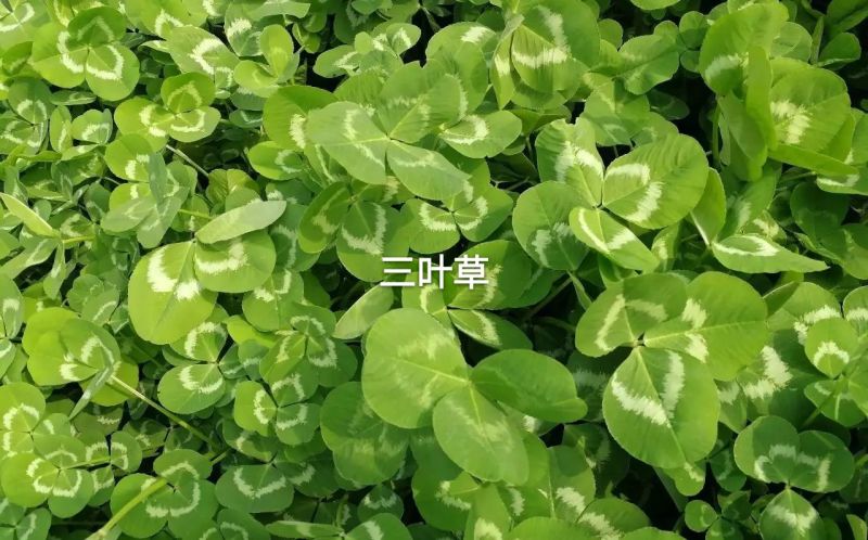 白三叶种子多年生绿化，养殖牧草品种，亩用量6斤