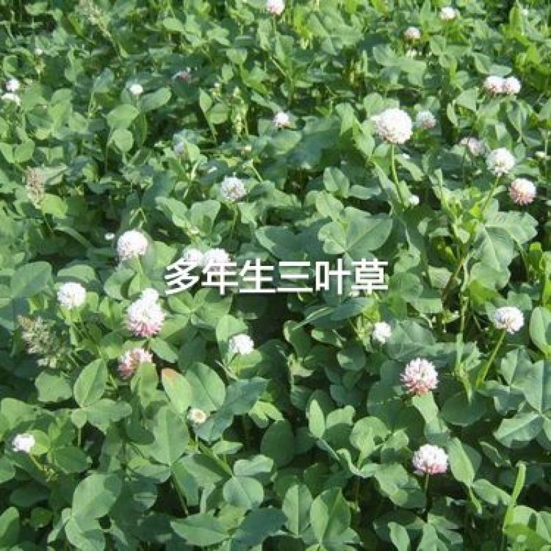 白三叶种子多年生绿化，养殖牧草品种，亩用量6斤