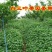 白三叶种子多年生绿化，养殖牧草品种，亩用量6斤