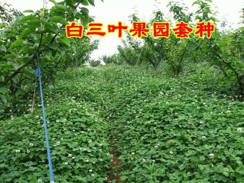白三叶种子多年生绿化，养殖牧草品种，亩用量6斤