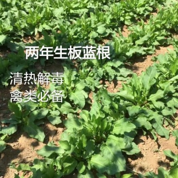 板蓝根种子养殖用，药用，春秋播种，亩用量8-10斤