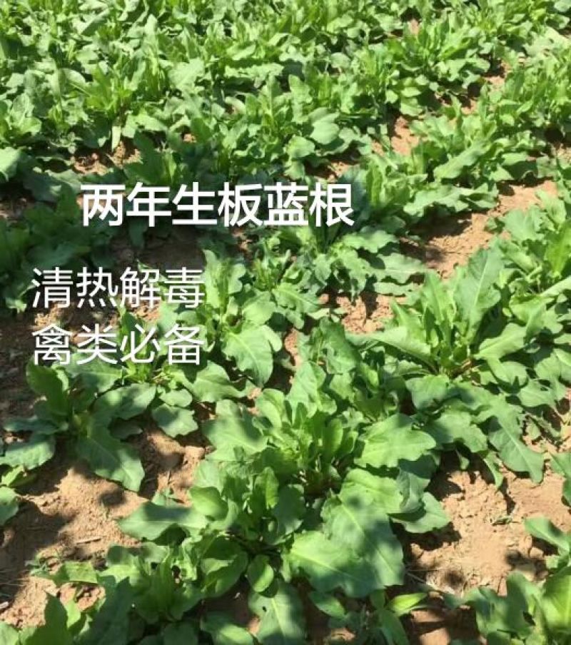 板蓝根种子养殖用，药用，春秋播种，亩用量8-10斤