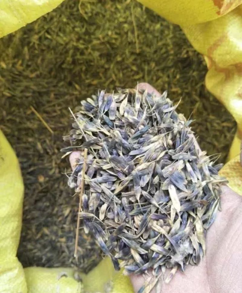 板蓝根种子养殖用，药用，春秋播种，亩用量8-10斤