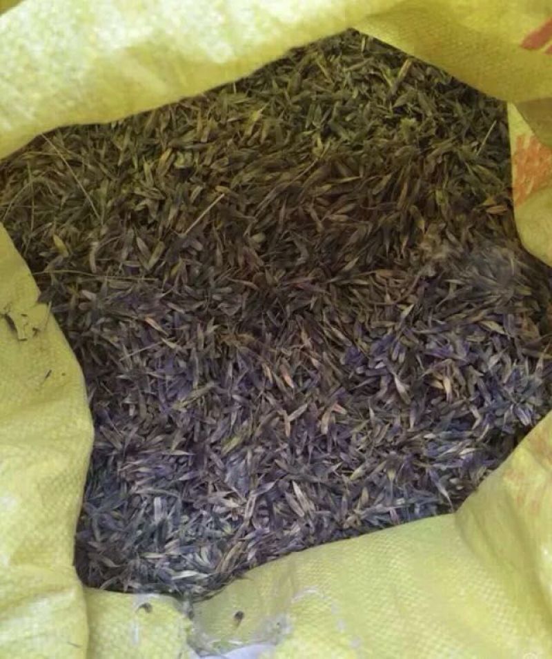 板蓝根种子养殖用，药用，春秋播种，亩用量8-10斤