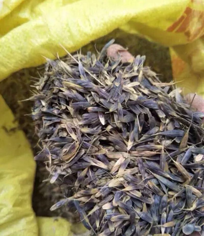 板蓝根种子养殖用，药用，春秋播种，亩用量8-10斤