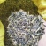 板蓝根种子养殖用，药用，春秋播种，亩用量8-10斤