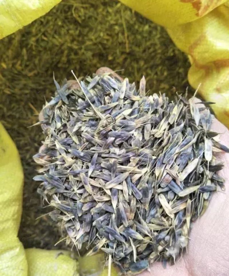 板蓝根种子养殖用，药用，春秋播种，亩用量8-10斤