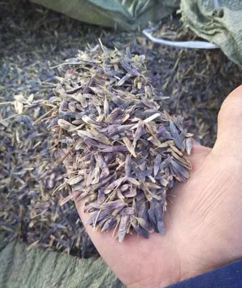 板蓝根种子养殖用，药用，春秋播种，亩用量8-10斤