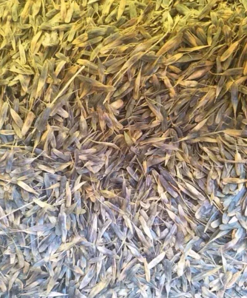 板蓝根种子养殖用，药用，春秋播种，亩用量8-10斤