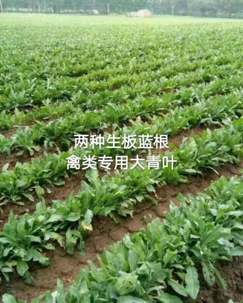板蓝根种子养殖用，药用，春秋播种，亩用量8-10斤