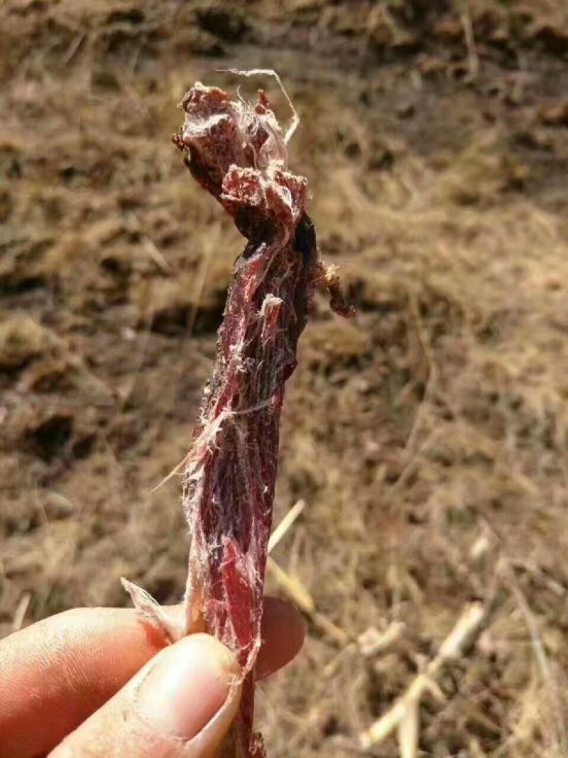 牛肉干